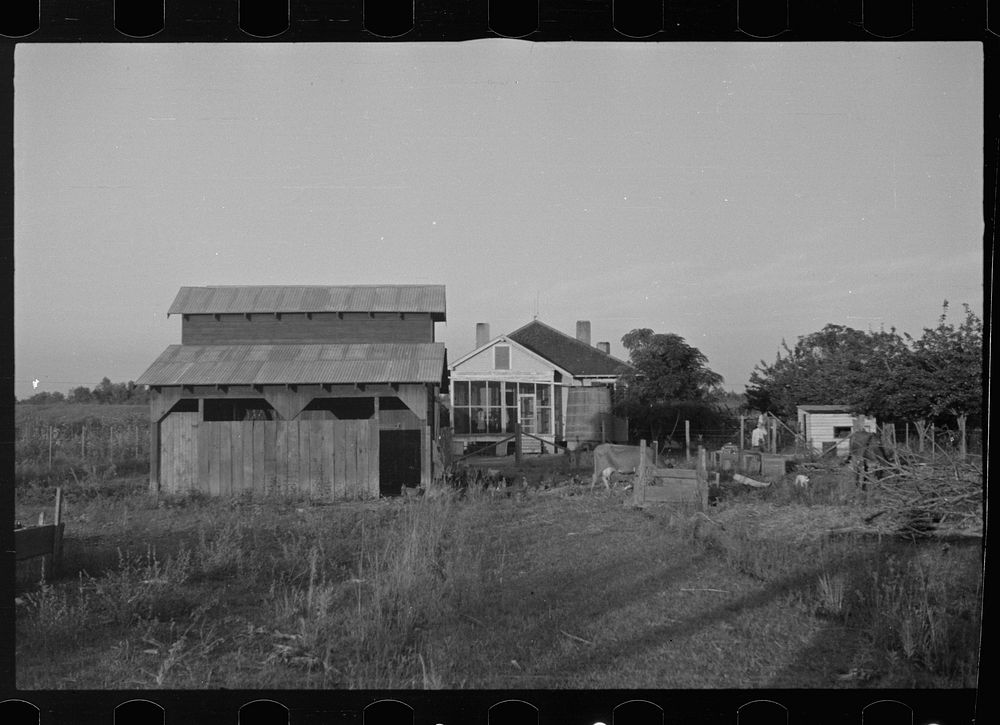 [Untitled photo, possibly related to: Tenant farmer with mule given him by the Resettlement Administration, Plaquemines…