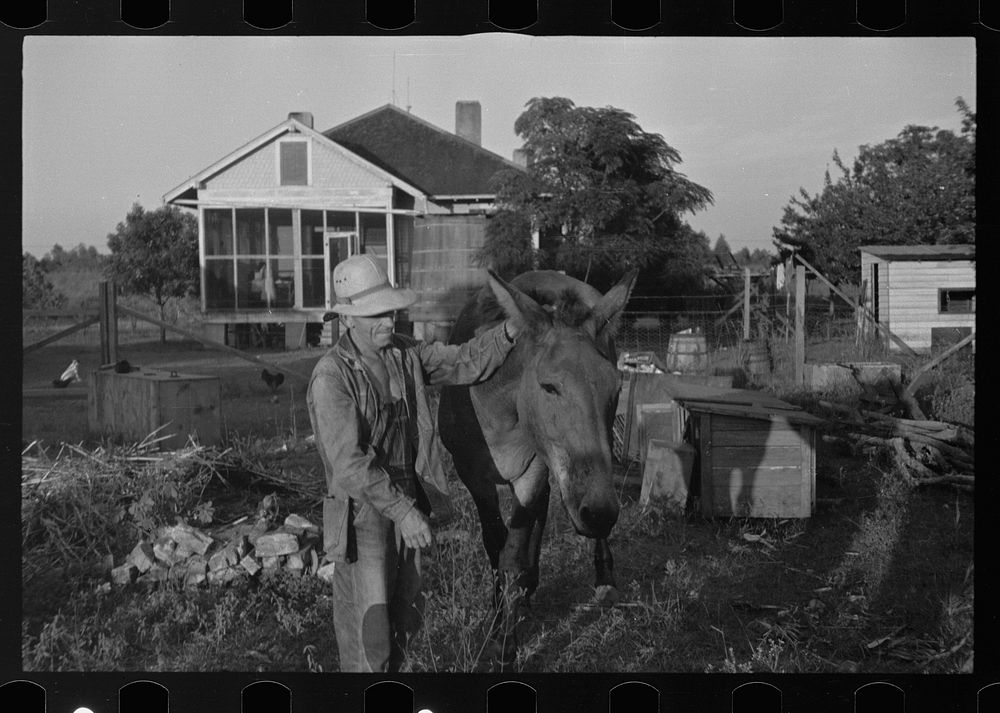 [Untitled photo, possibly related to: Tenant farmer with mule given him by the Resettlement Administration, Plaquemines…