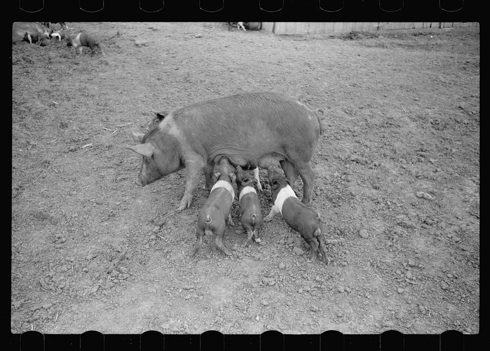 [Untitled photo, possibly related to: Sow and family, Jasper County, Iowa]. Sourced from the Library of Congress.