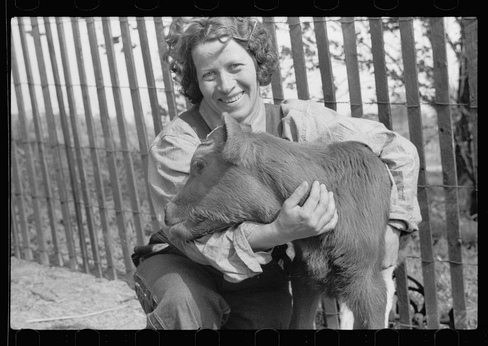 FSA (Farm Security Administration) rehabilitation borrower with calf, Grant County, Illinois. Sourced from the Library of…