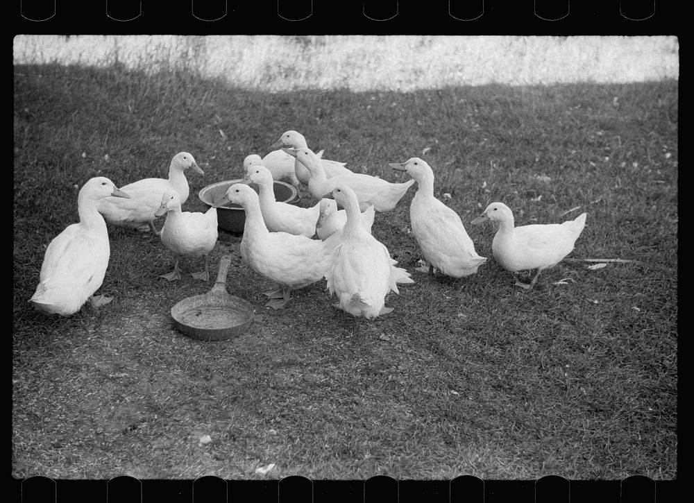 Ducks, Door County, Wisconsin. Sourced from the Library of Congress.