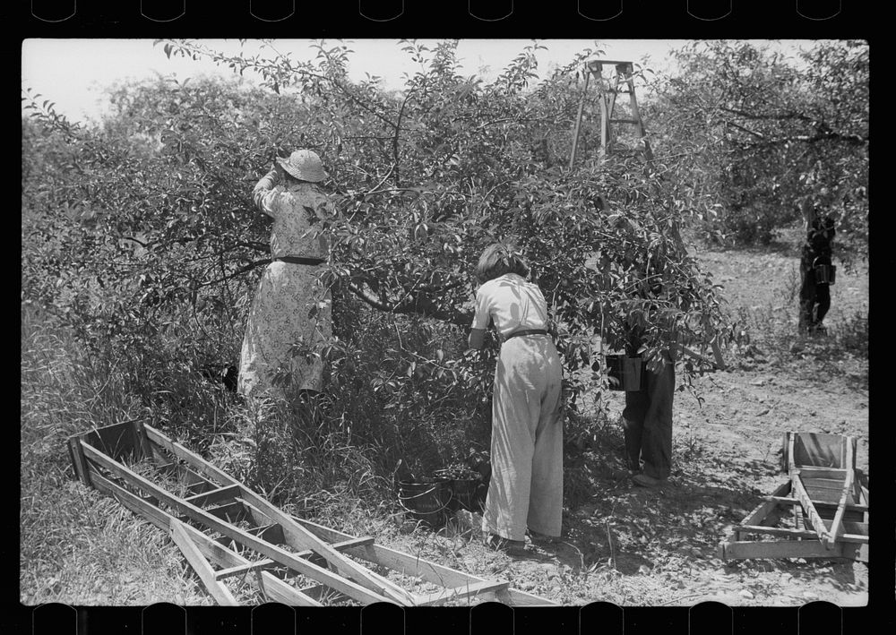 [Untitled photo, possibly related to: Cherry pickers getting off truck which brought them back to camp, Door County…