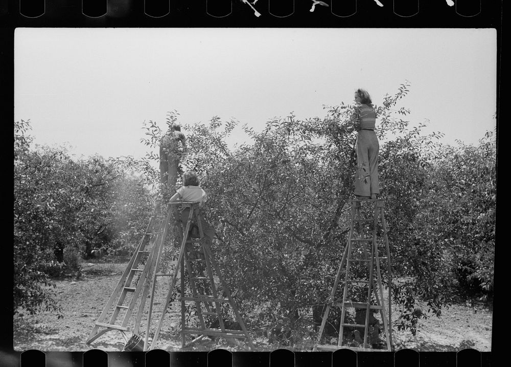 [Untitled photo, possibly related to: Boy picking cherries, Door County, Wisconsin]. Sourced from the Library of Congress.