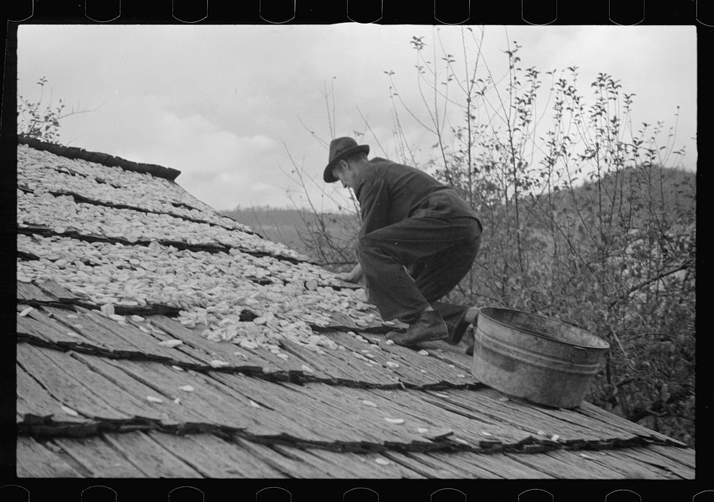 [Untitled photo, possibly related to: Drying apples, one of the few sources of income for the mountain folk, Shenandoah…