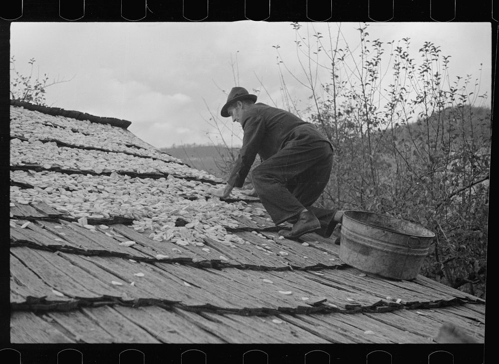 Drying apples, one of the few sources of income for the mountain folk, Shenandoah National Park, Virginia. Sourced from the…