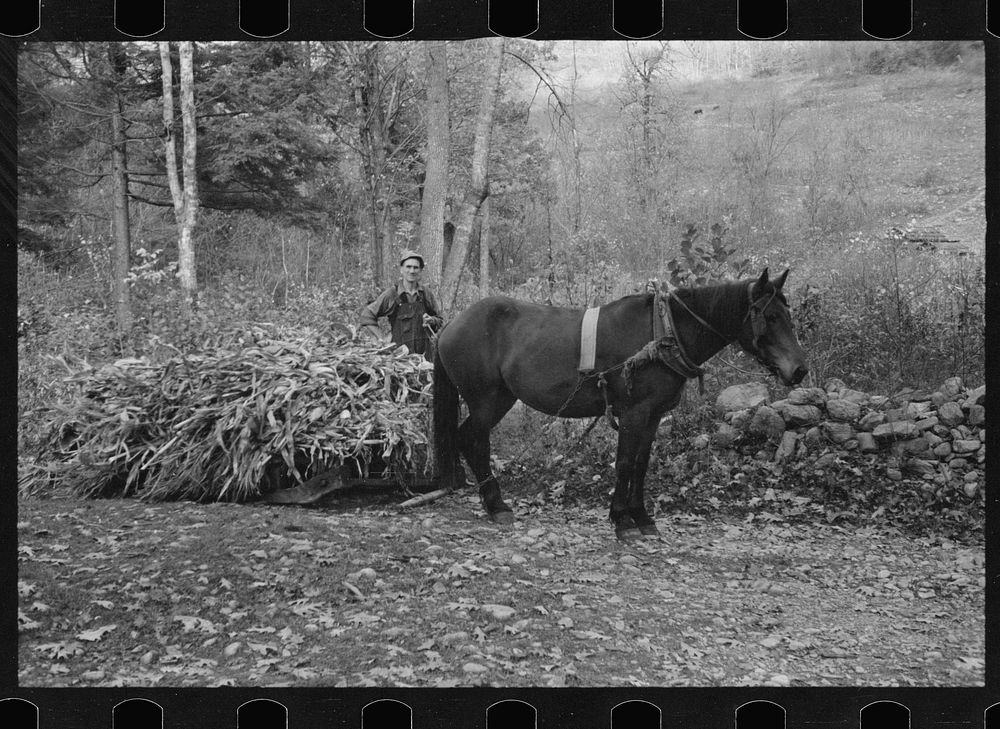 One of the Nicholson men hauling a load of cornstalks to the valley on a rude sled, Shenandoah National Park, Virginia.…
