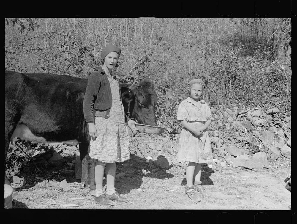 Two of the Nicholson children and their only cow, Shenandoah National Park, Virginia. Sourced from the Library of Congress.