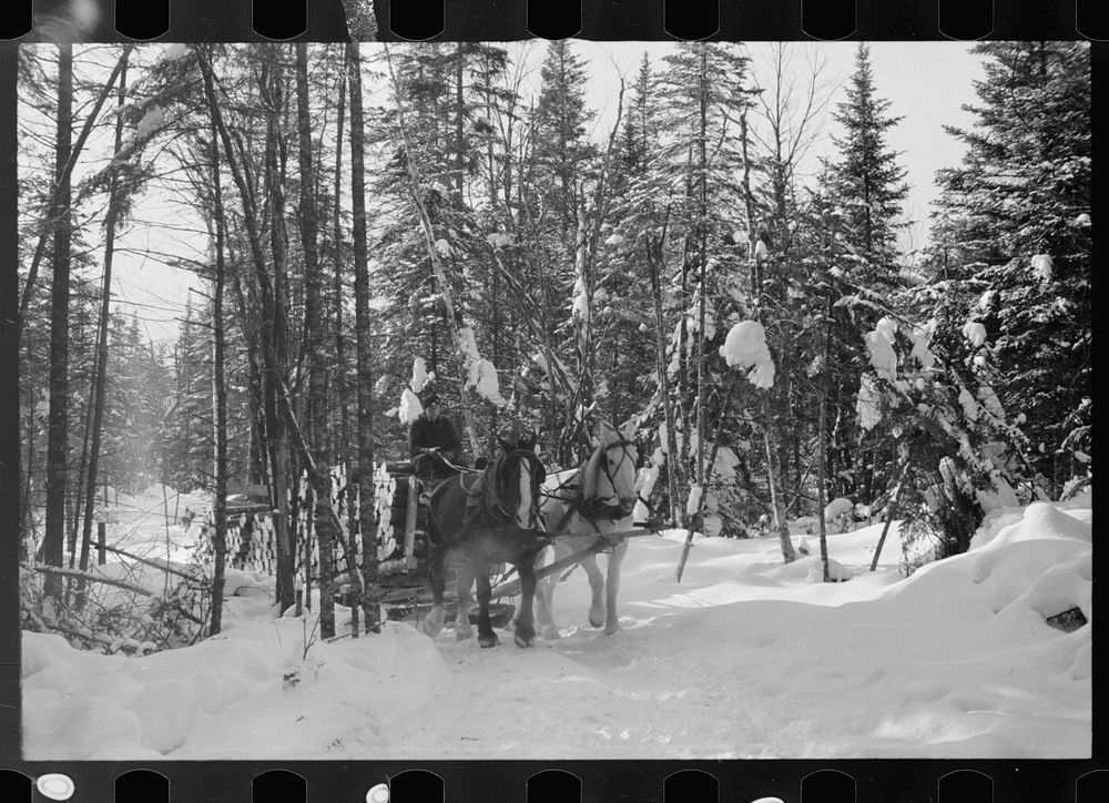 [Untitled photo, possibly related to: Loading pulpwood on sled for transportation to paper mill, Coos County, New…