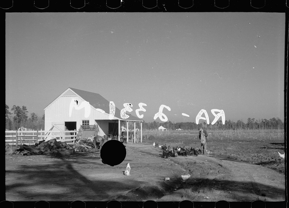 [Untitled photo, possibly related to: Zeb Atkinson, homesteader, Penderlea Farms, North Carolina]. Sourced from the Library…