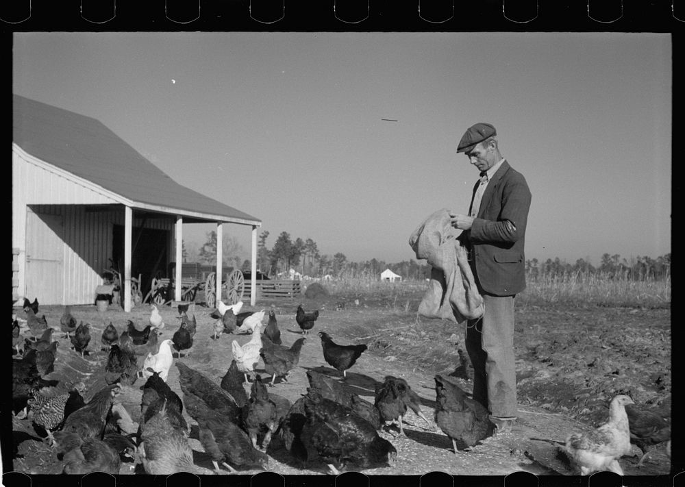 Zeb Atkinson with chickens, Penderlea Farms, North Carolina. Sourced from the Library of Congress.