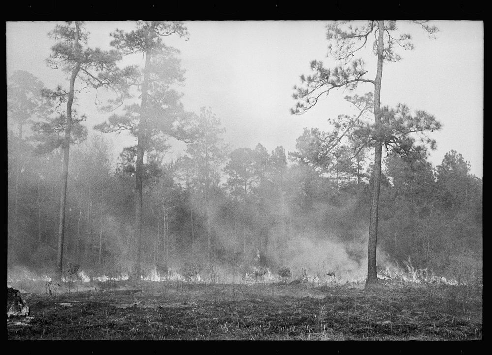 [Untitled photo, possibly related to: Brushfire in pine forest, southeastern Georgia]. Sourced from the Library of Congress.