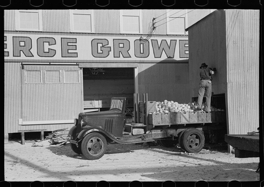 Loading grapefruit unfit for packing to sell to local merchants, Fort Pierce, Florida. Sourced from the Library of Congress.