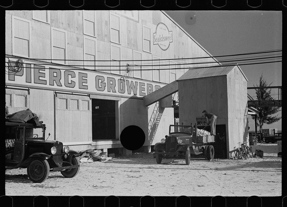 [Untitled photo, possibly related to: Loading grapefruit unfit for packing to sell to local merchants, Fort Pierce…