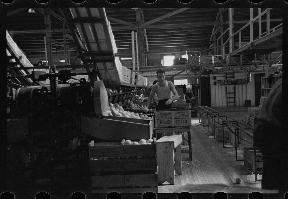 Packing fruit in the packinghouse at Fort Pierce, Florida. Sourced from the Library of Congress.