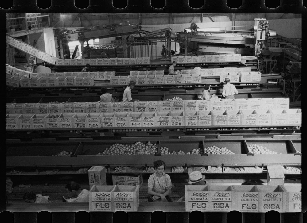 Packing fruit in association packinghouse at Fort Pierce, Florida. Some migratory labor is employed here. Sourced from the…