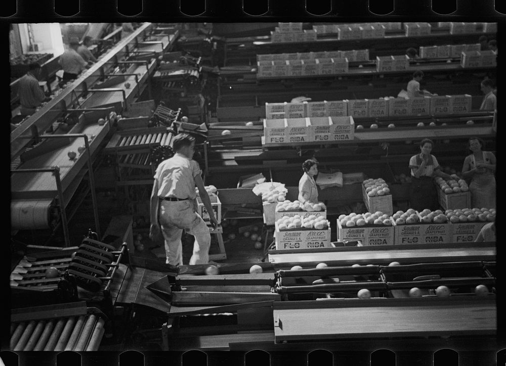 Scene in the fruit packing plant at Fort Pierce, Florida. Sourced from the Library of Congress.
