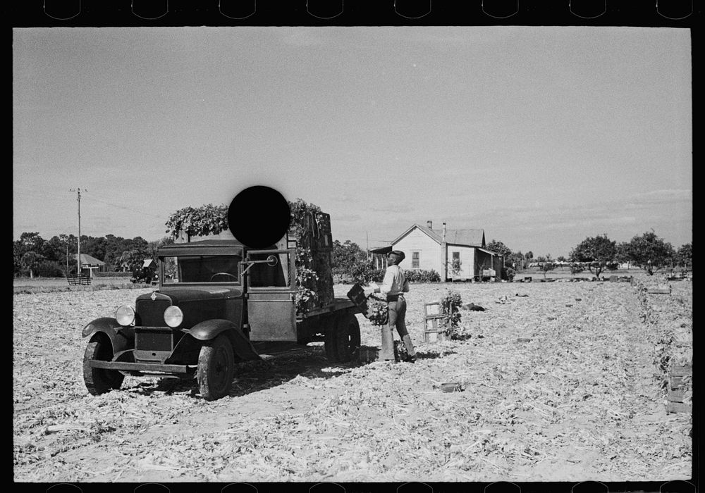 [Untitled photo, possibly related to: Loading newly-harvested celery at Sanford, Florida]. Sourced from the Library of…