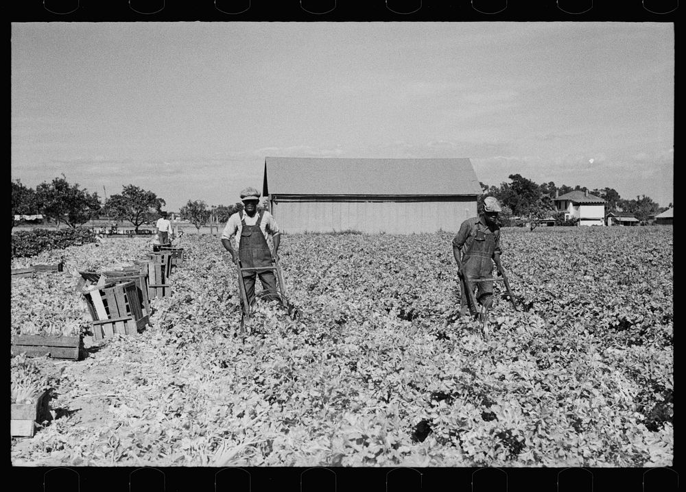 Cutting celery, Sanford, Florida. Sourced from the Library of Congress.