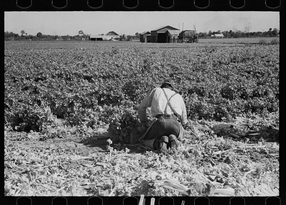 Packing celery immediately after it is cut, Sanford, Florida. Sourced from the Library of Congress.