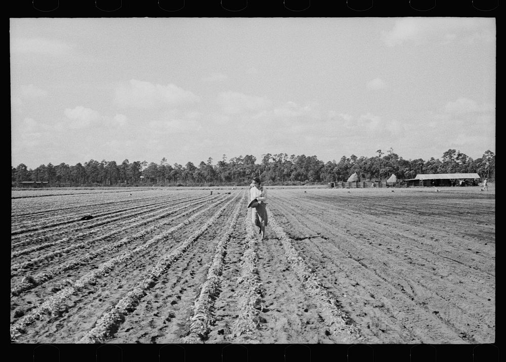 The celery fields at Sanford, Florida. Sourced from the Library of Congress.