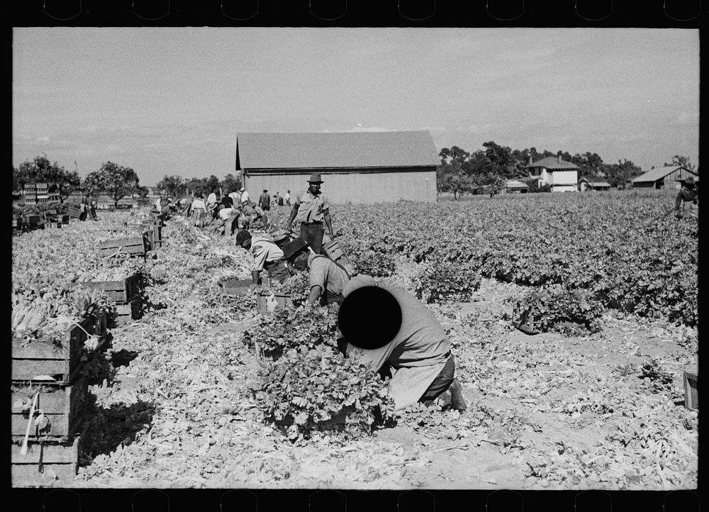 [Untitled photo, possibly related to: Harvesting celery, Sanford, Florida]. Sourced from the Library of Congress.