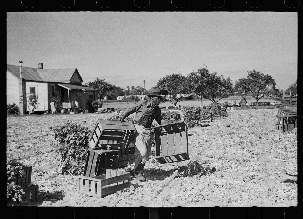 Rushing boxes to the harvesters in the celery field, Sanford, Florida. Sourced from the Library of Congress.