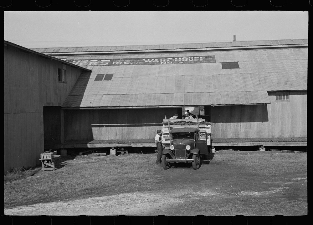 Loading a truck with celery, Sanford, Florida. Sourced from the Library of Congress.