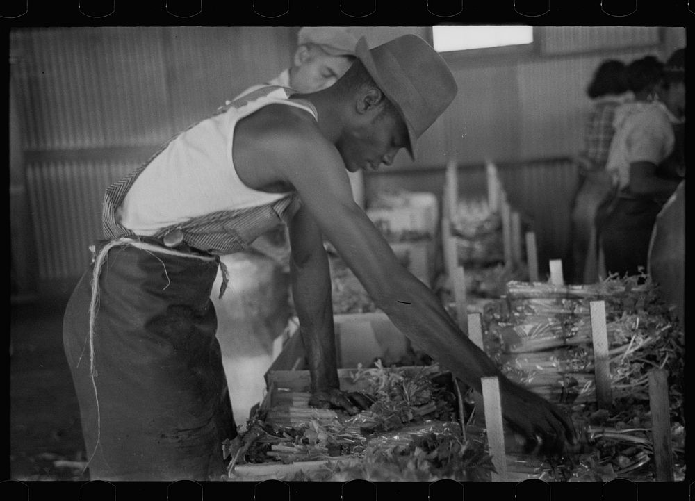 Packing celery at Sanford, Florida. Many of these workers here are migrants. Sourced from the Library of Congress.