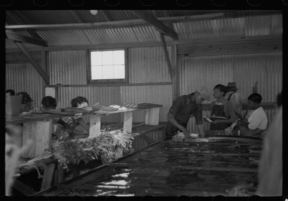 [Untitled photo, possibly related to: Packing celery at Sanford, Florida. Many of these workers here are migrants]. Sourced…