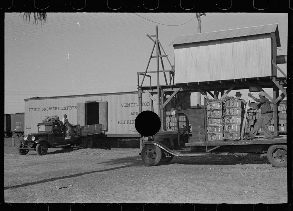 [Untitled photo, possibly related to: Loading celery, Sanford, Florida]. Sourced from the Library of Congress.