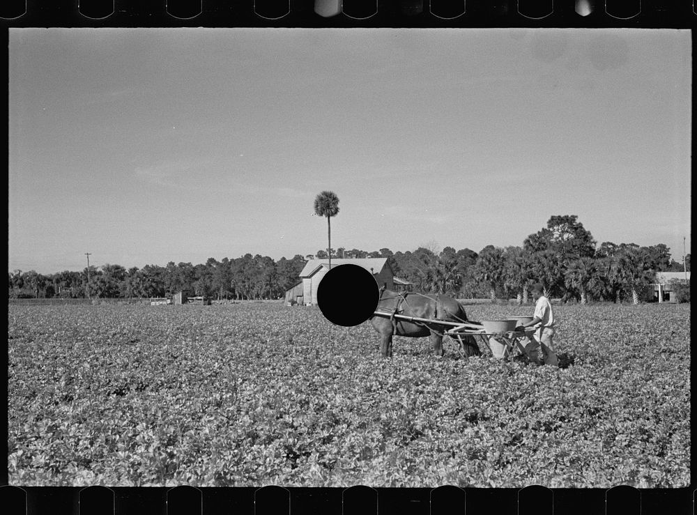 [Untitled photo, possibly related to: Fertilizing a celery field, Sanford, Florida]. Sourced from the Library of Congress.