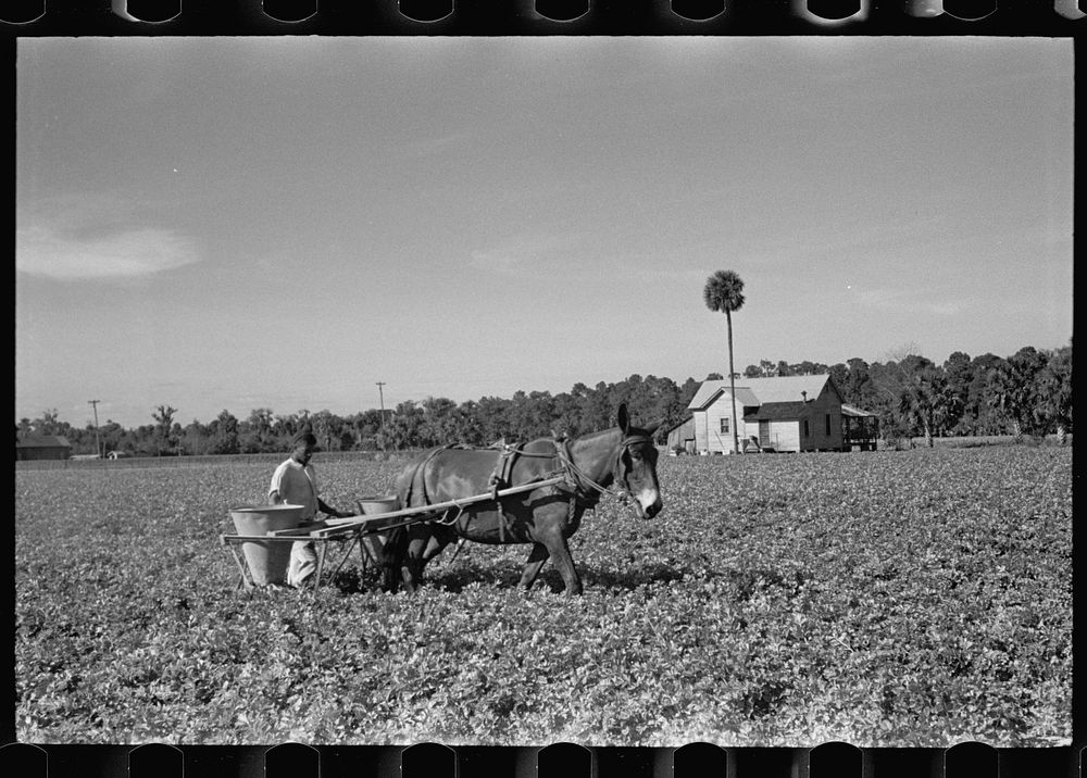 Fertilizing a celery field, Sanford, Florida. Sourced from the Library of Congress.