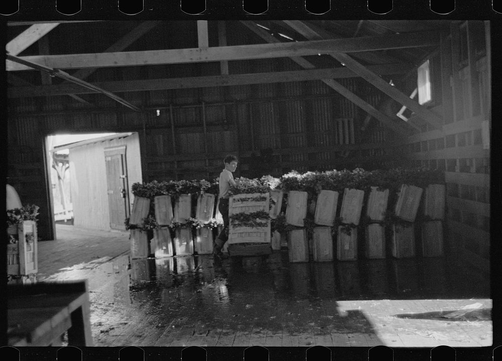 Packing celery, Sanford, Florida. Sourced from the Library of Congress.