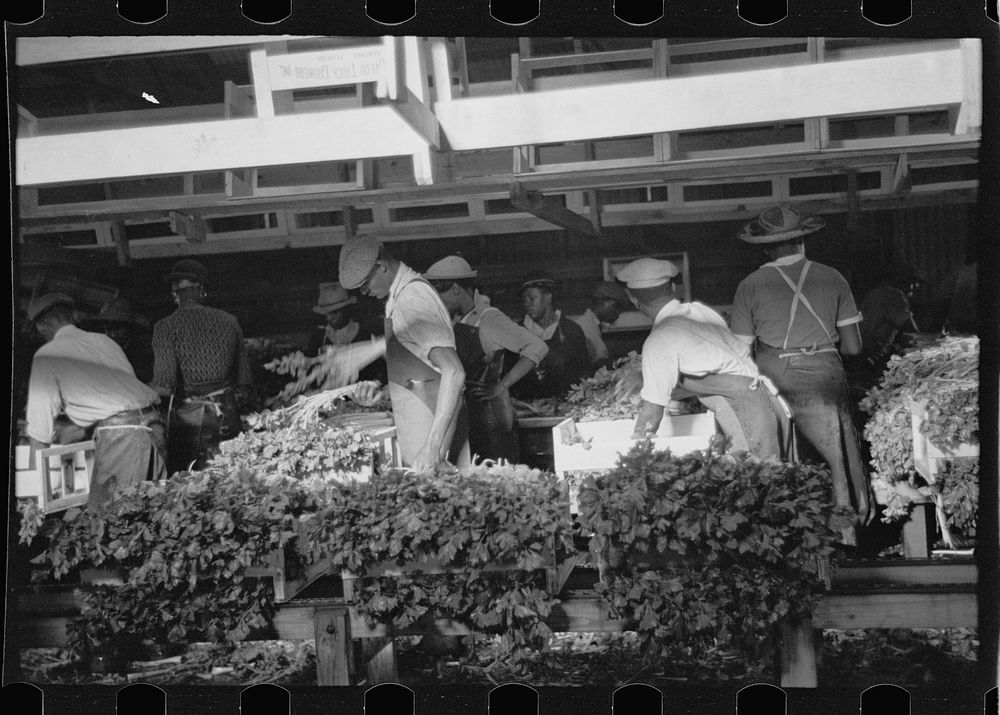 [Untitled photo, possibly related to: Packing celery, Sanford, Florida]. Sourced from the Library of Congress.