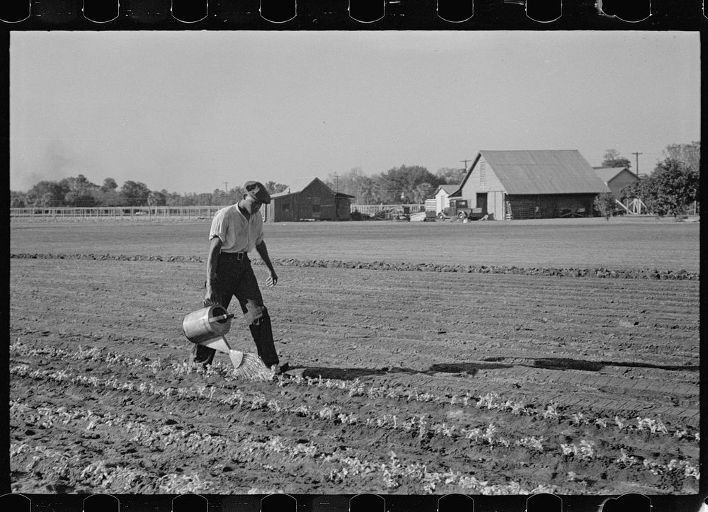 Watering rows of celery which have just been set out from beds, Sanford, Florida. Sourced from the Library of Congress.