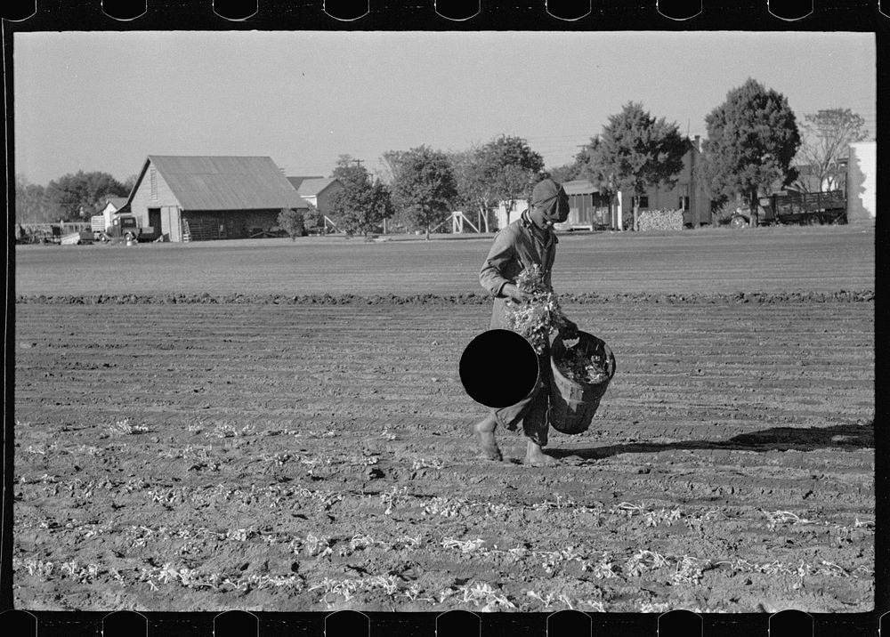 [Untitled photo, possibly related to: Setting out rows of celery, Sanford, Florida]. Sourced from the Library of Congress.