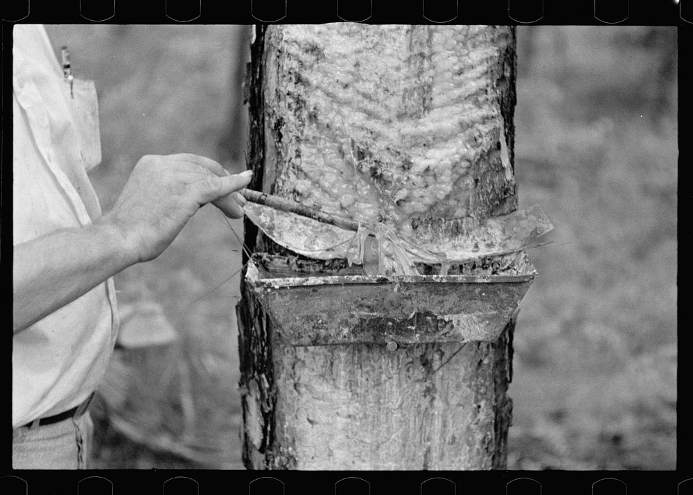 Trap used on pine tree for catching sap for turpentine distillation, Irwin County, Georgia. Sourced from the Library of…