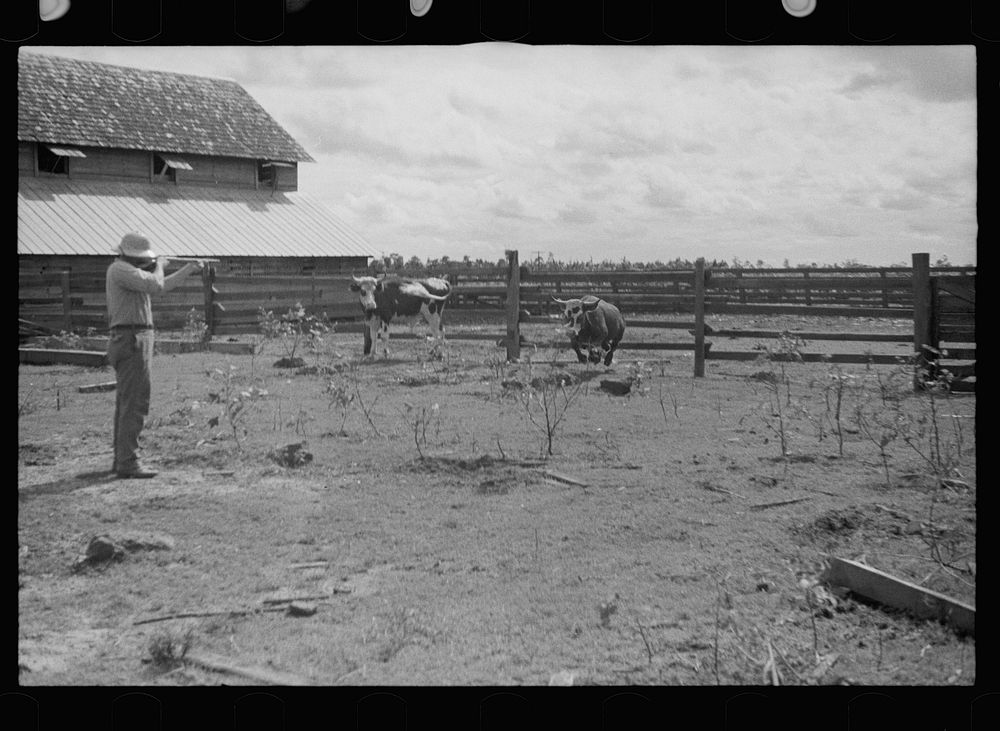 Slaughtering a bull, Grady County, Georgia. Sourced from the Library of Congress.