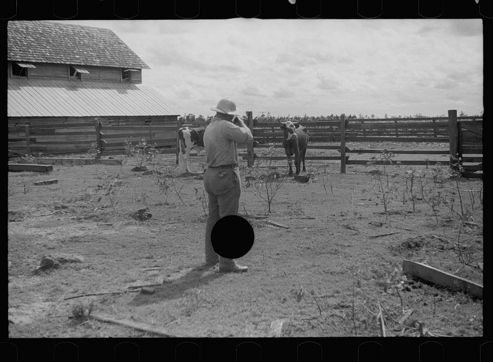 [Untitled photo, possibly related to: Slaughtering a bull, Grady County, Georgia]. Sourced from the Library of Congress.
