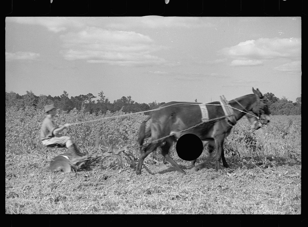 [Untitled photo, possibly related to: Young resettlement farmer with harrow, Grady County, Georgia]. Sourced from the…