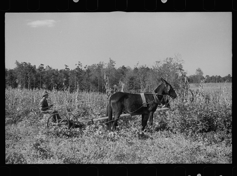 [Untitled photo, possibly related to: Young resettlement farmer with harrow, Grady County, Georgia]. Sourced from the…