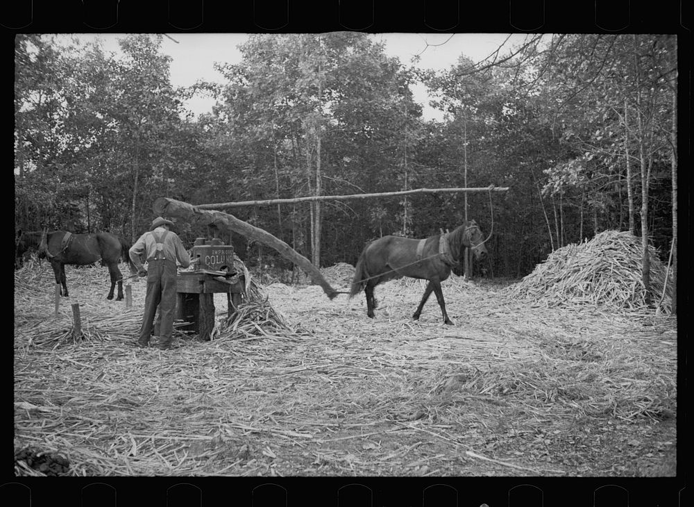Pressing sorghum cane, Fuquay Springs, North Carolina. Sourced from the Library of Congress.