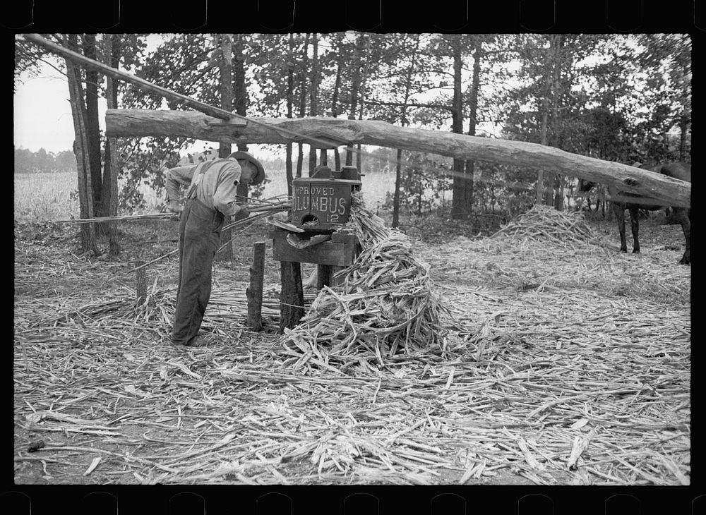 [Untitled photo, possibly related to: Pressing sorghum cane, Fuquay Springs, North Carolina]. Sourced from the Library of…