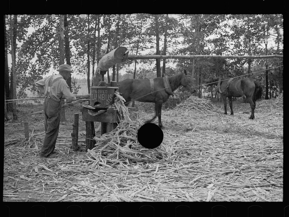 [Untitled photo, possibly related to: Fuquay Springs, North Carolina. Pressing sorghum cane]. Sourced from the Library of…