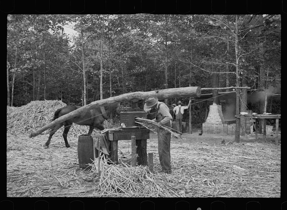 Fuquay Springs, North Carolina. Pressing sorghum cane. Sourced from the Library of Congress.