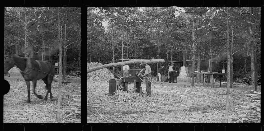 [Untitled photo, possibly related to: Fuquay Springs, North Carolina. Pressing sorghum cane]. Sourced from the Library of…