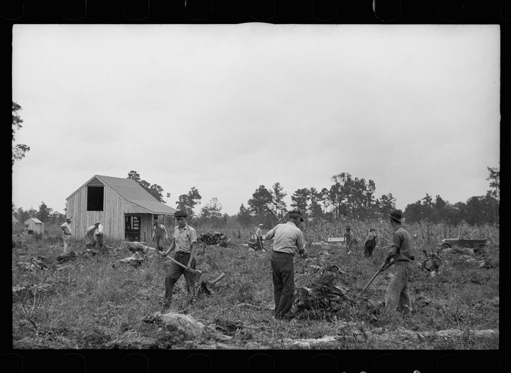 Clearing land, North Carolina, Penderlea Homesteads. Sourced from the Library of Congress.
