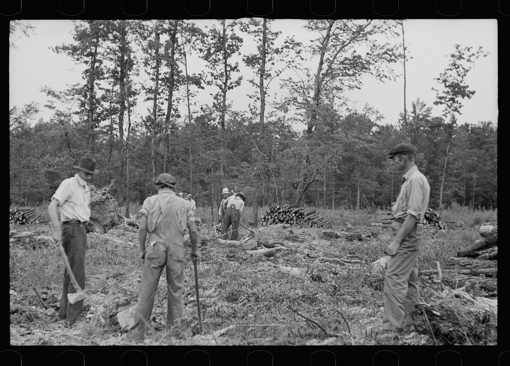[Untitled photo, possibly related to: Clearing land, North Carolina, Penderlea Homesteads]. Sourced from the Library of…