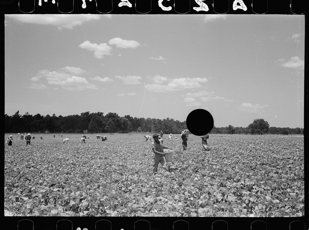 [Untitled photo, possibly related to: Picking stringbeans near Cambridge, Maryland]. Sourced from the Library of Congress.