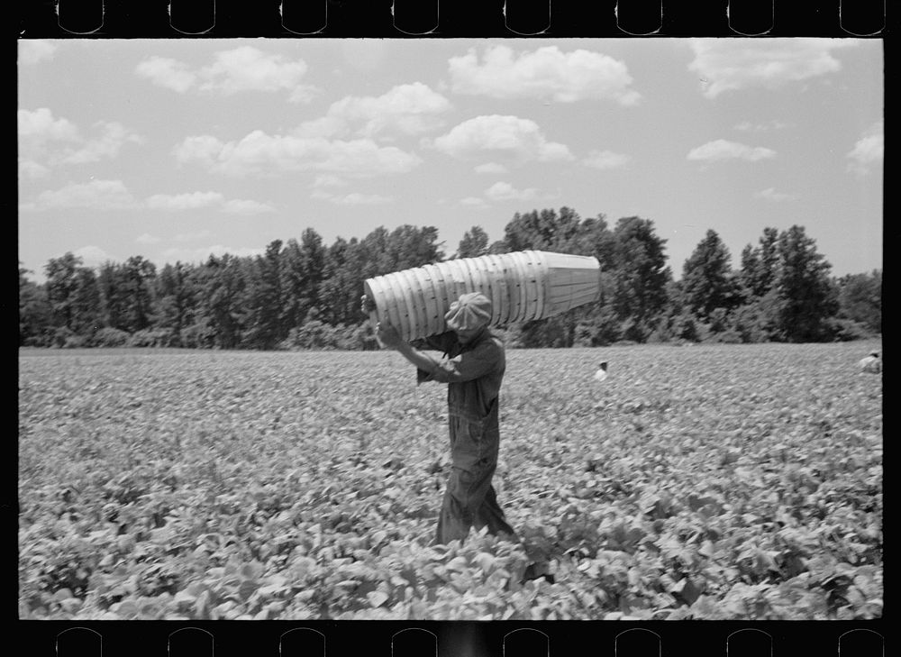 [Untitled photo, possibly related to: Picking stringbeans near Cambridge, Maryland]